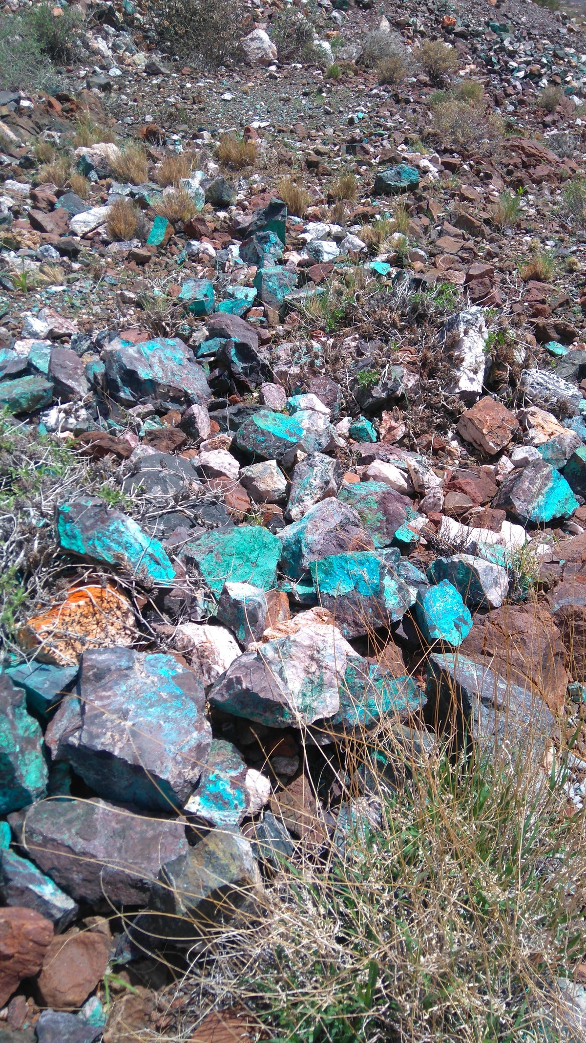 Chrysocolla galore