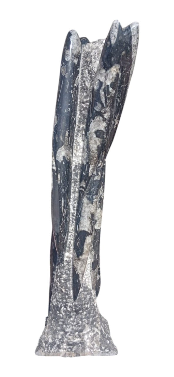 ORTHOCERAS FOSSIL LARGE