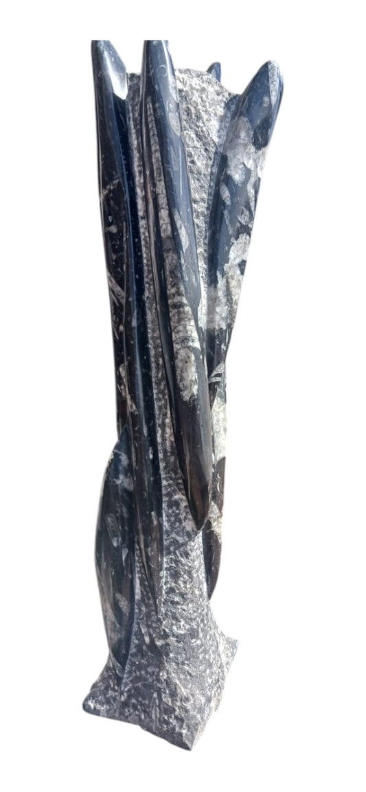 ORTHOCERAS FOSSIL LARGE