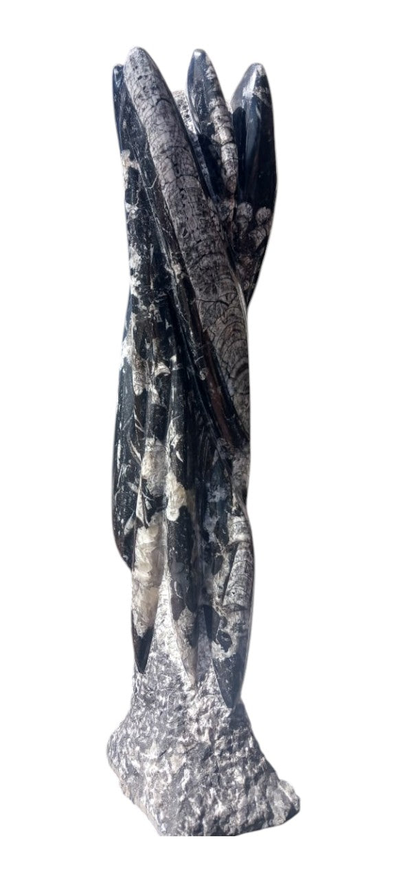 ORTHOCERAS FOSSIL LARGE