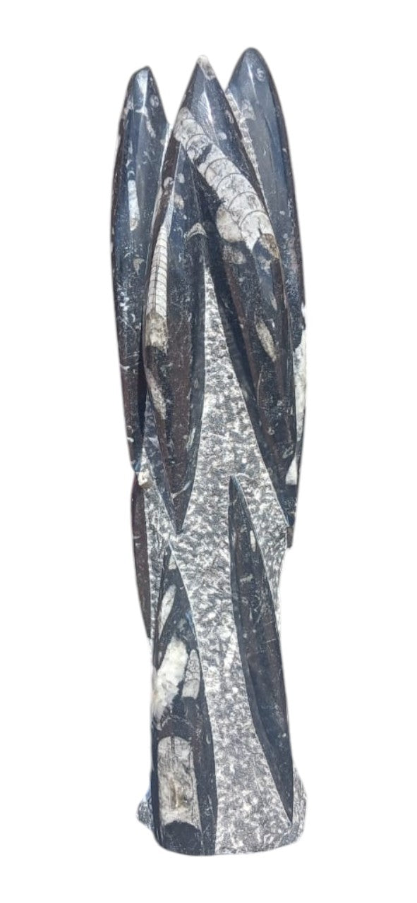 ORTHOCERAS FOSSIL LARGE