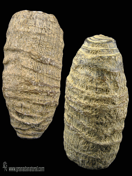 CORAL FOSSIL FINGERS