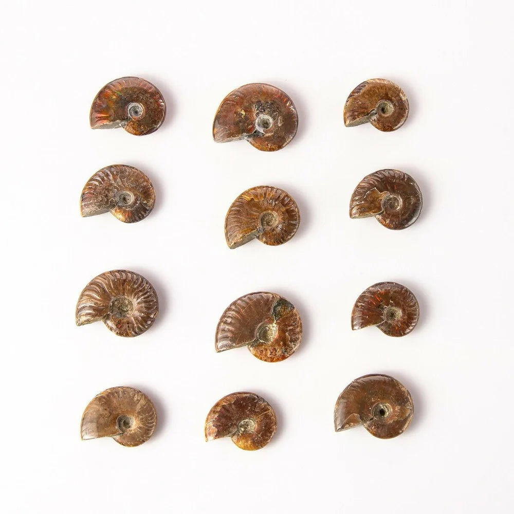 AMMONITES