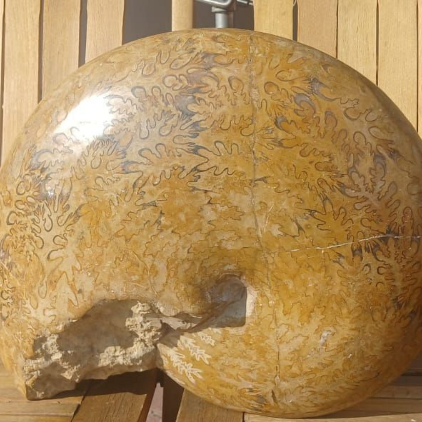 AMMONITE EXTRA LARGE