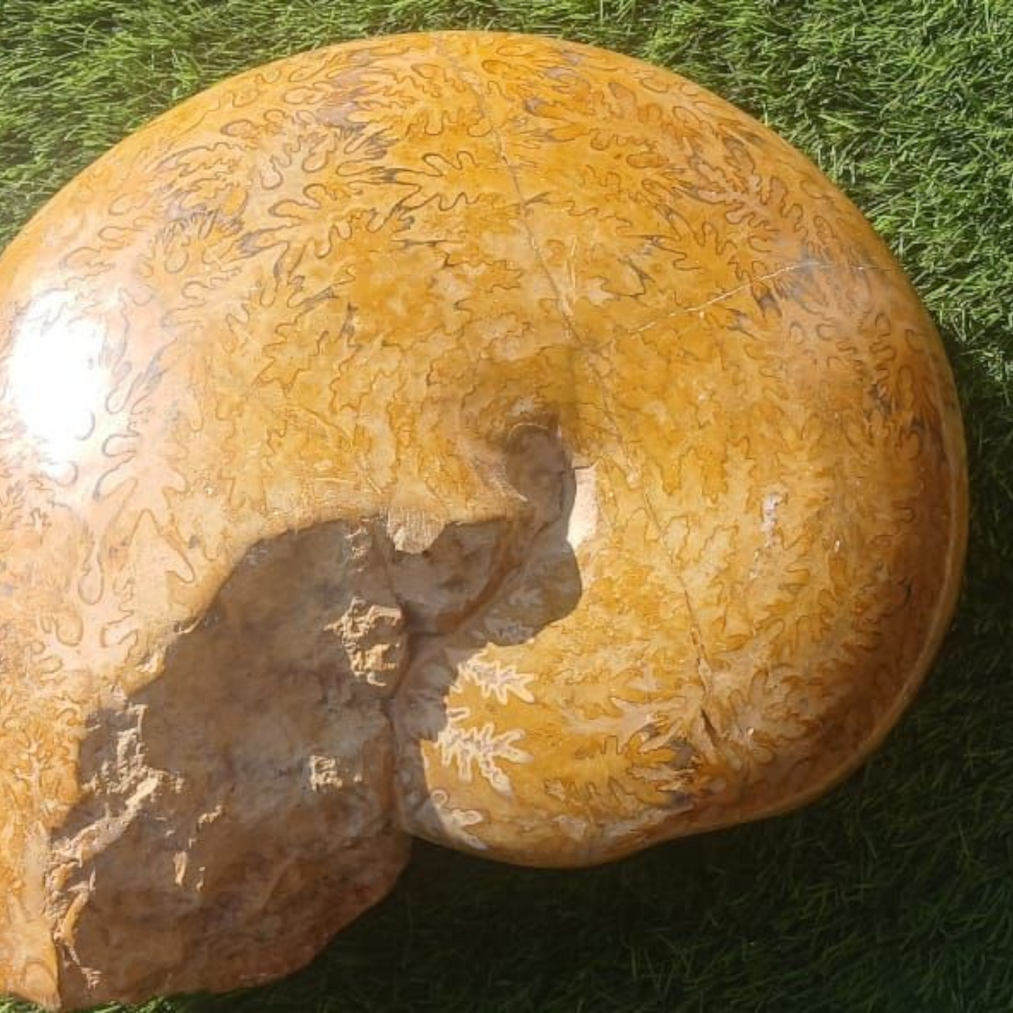 AMMONITE EXTRA LARGE