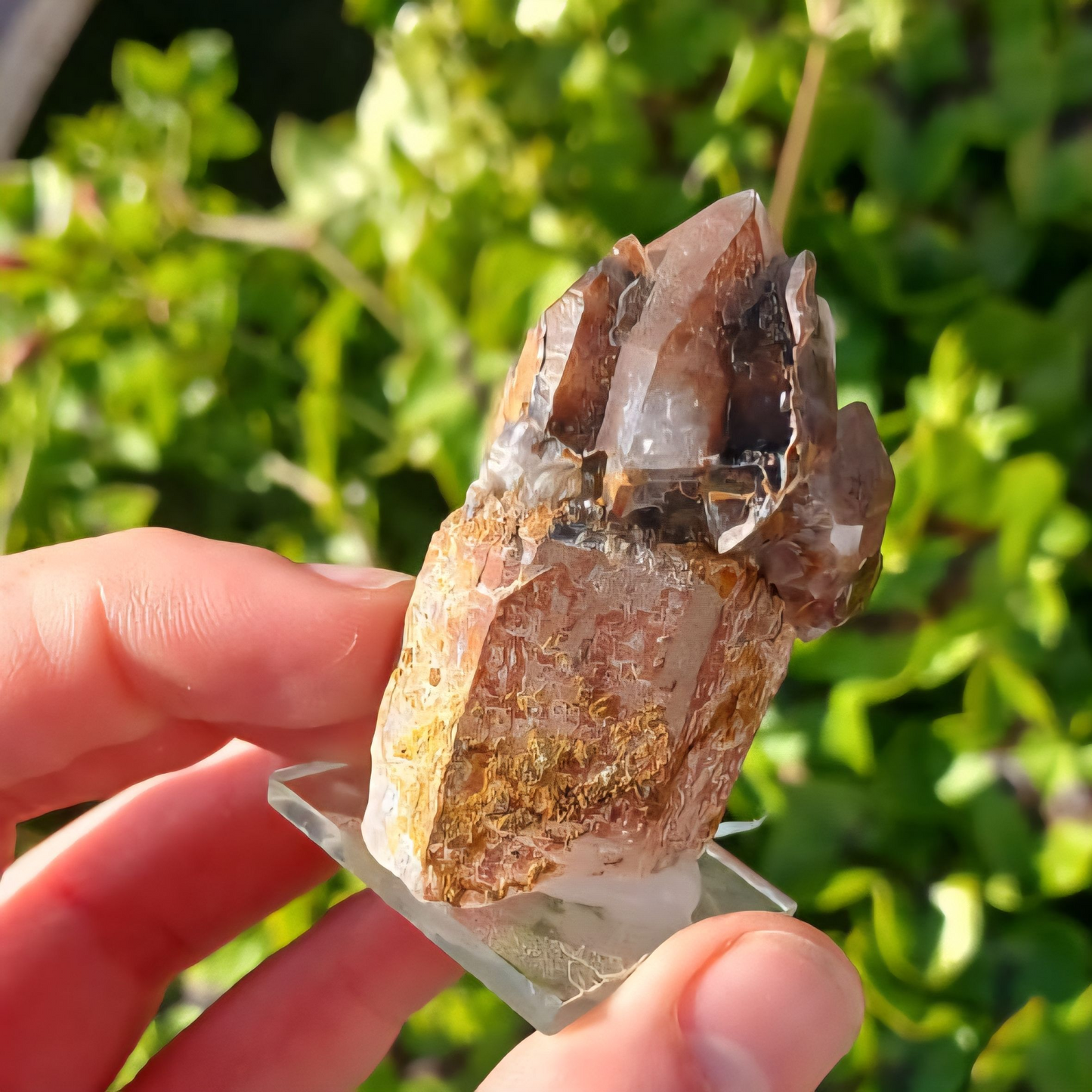 ORANGE RIVER SCEPTRES