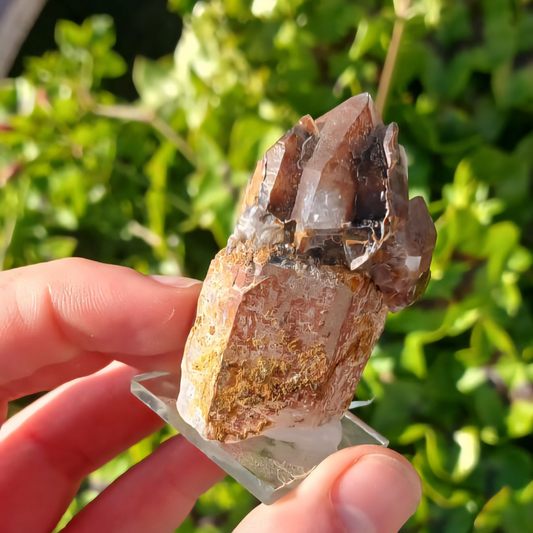 ORANGE RIVER SCEPTRES