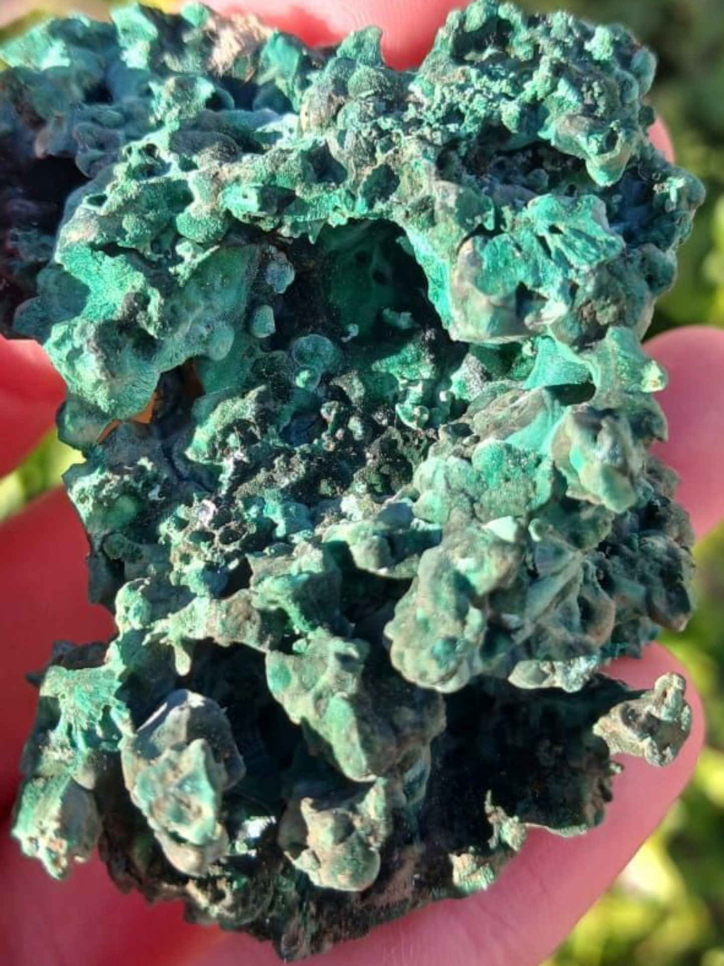 MALACHITE SILKY