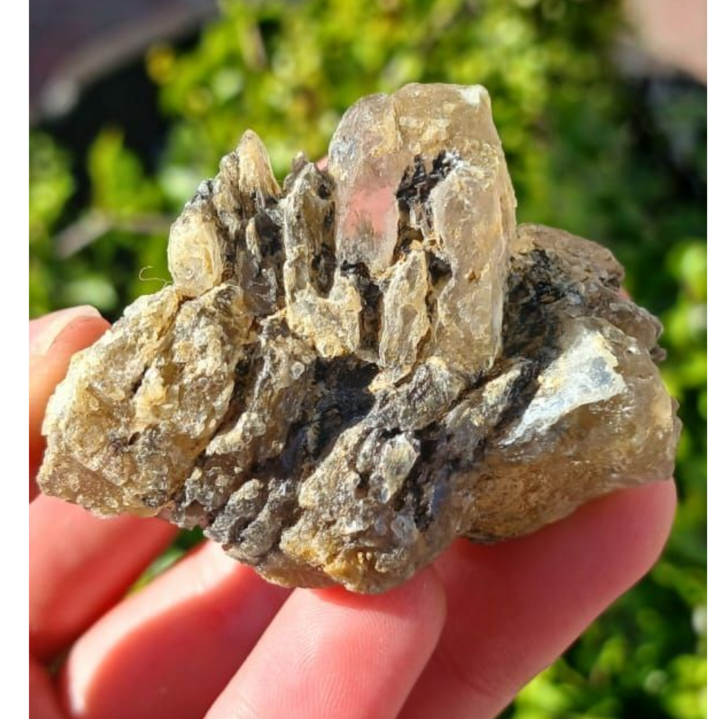 GYPSUM ISRAEL SPECIMEN