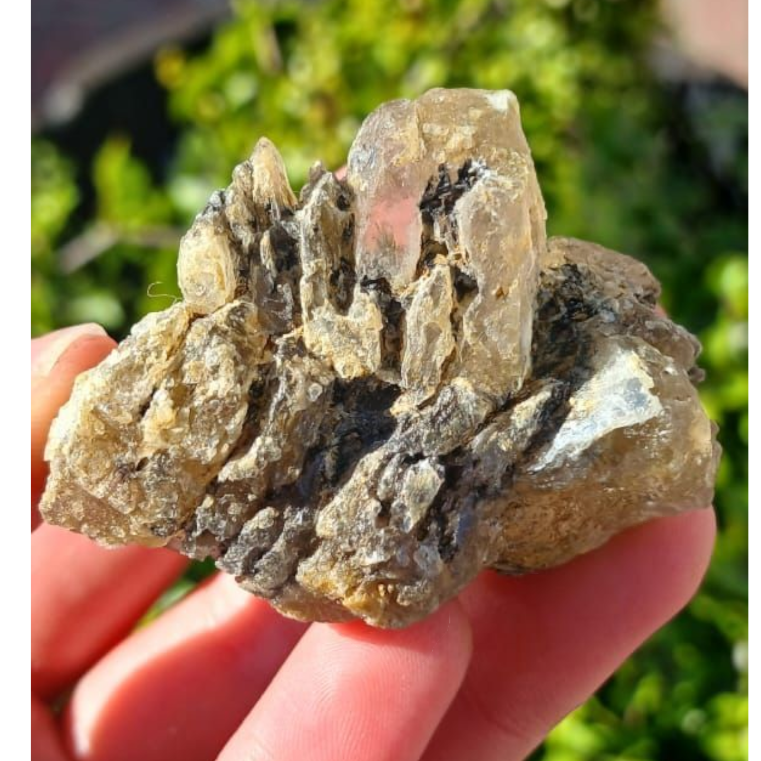 GYPSUM ISRAEL SPECIMEN