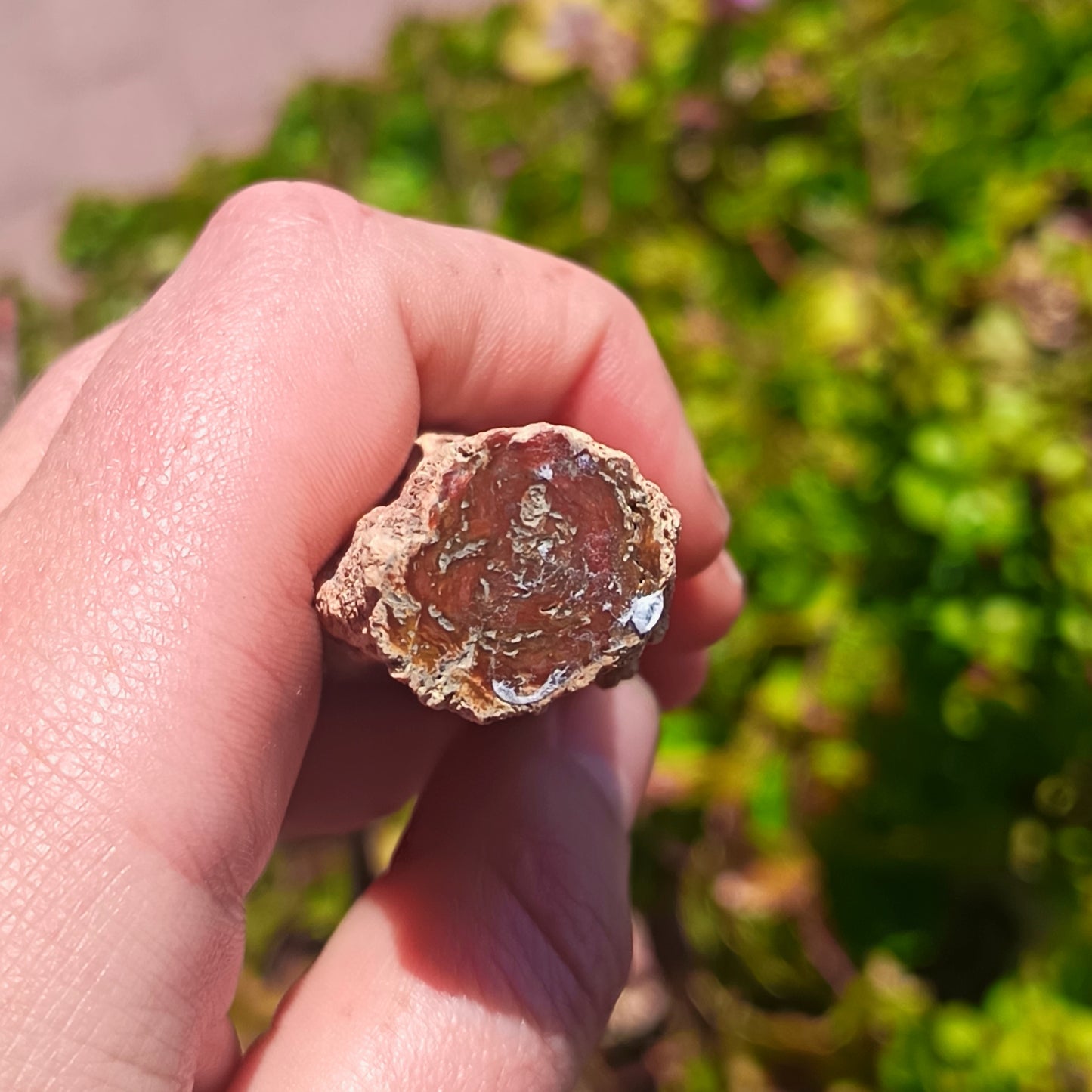 Petrified Wood - 45g