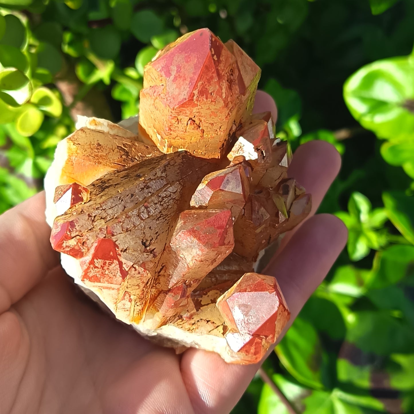 Orange River Cluster Medium