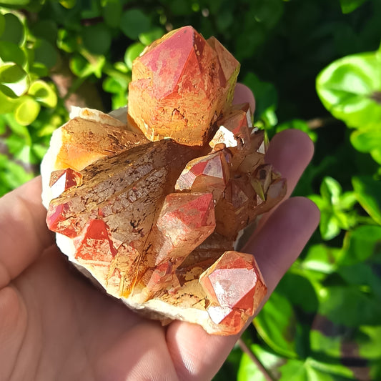 Orange River Cluster Medium
