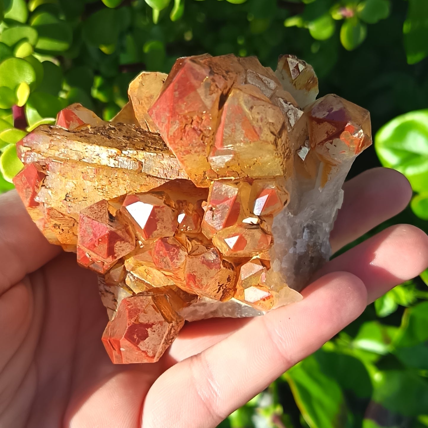 Orange River Cluster Medium