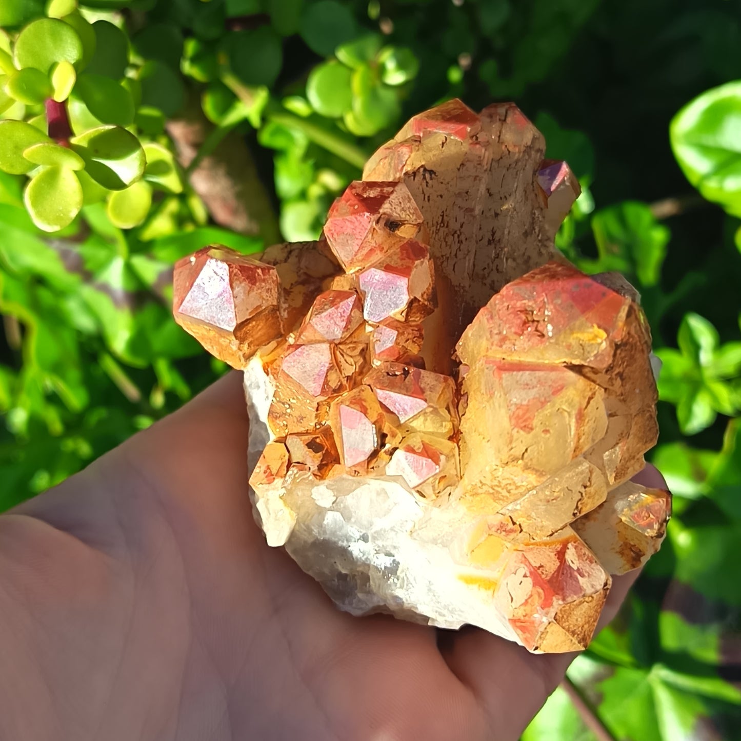 Orange River Cluster Medium