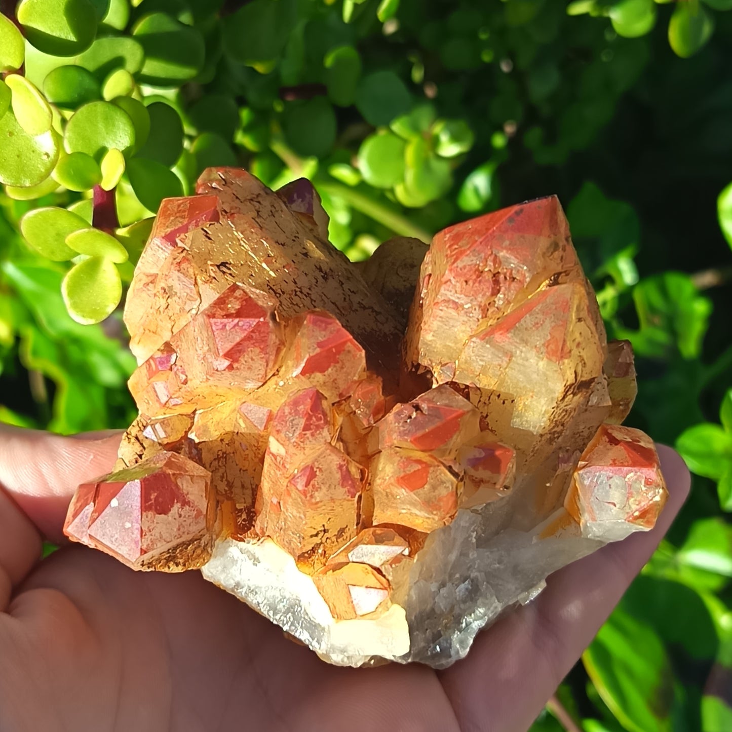 Orange River Cluster Medium
