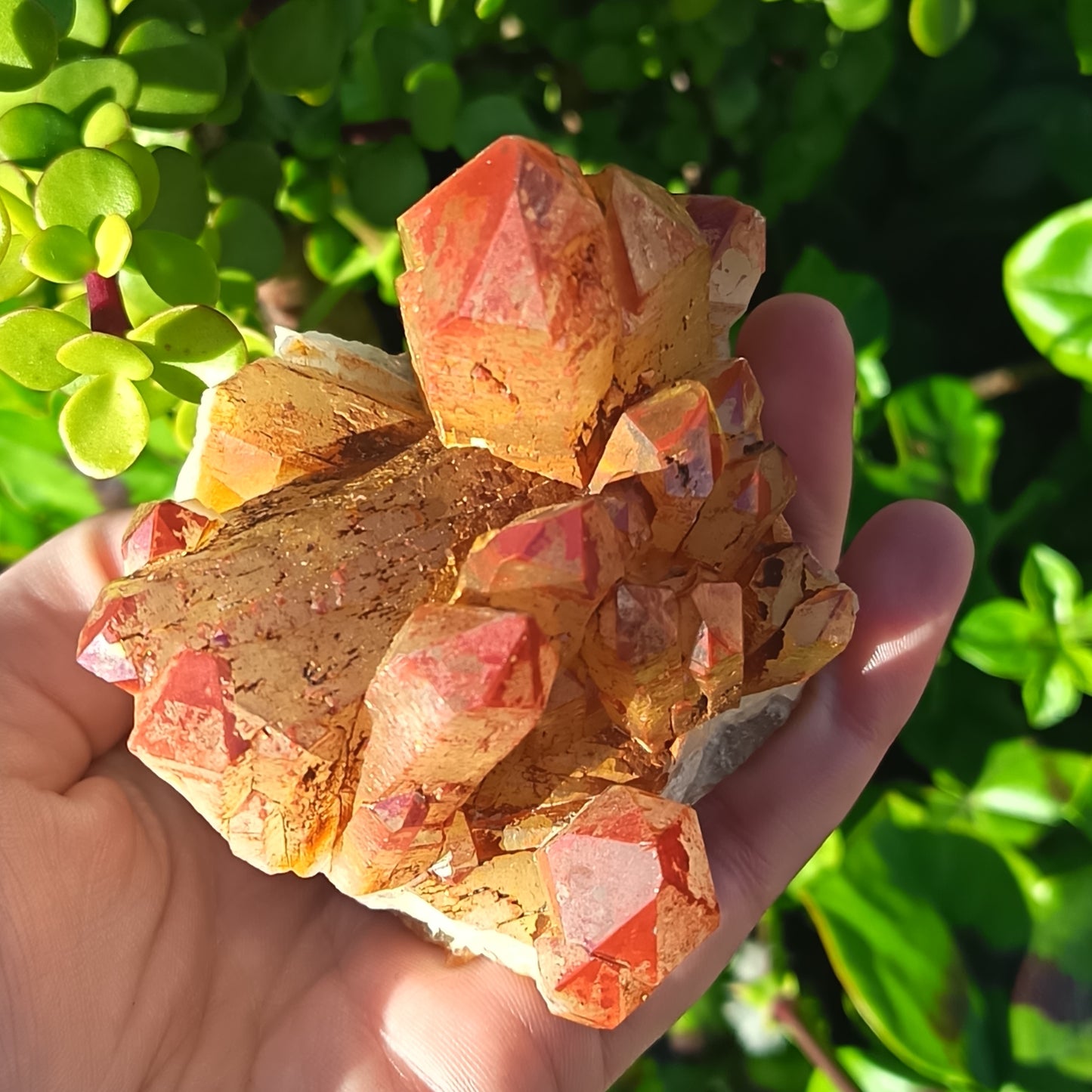 Orange River Cluster Medium