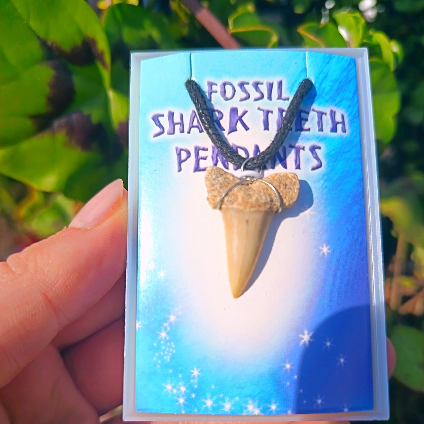 Fossil Shark Teeth Pendants