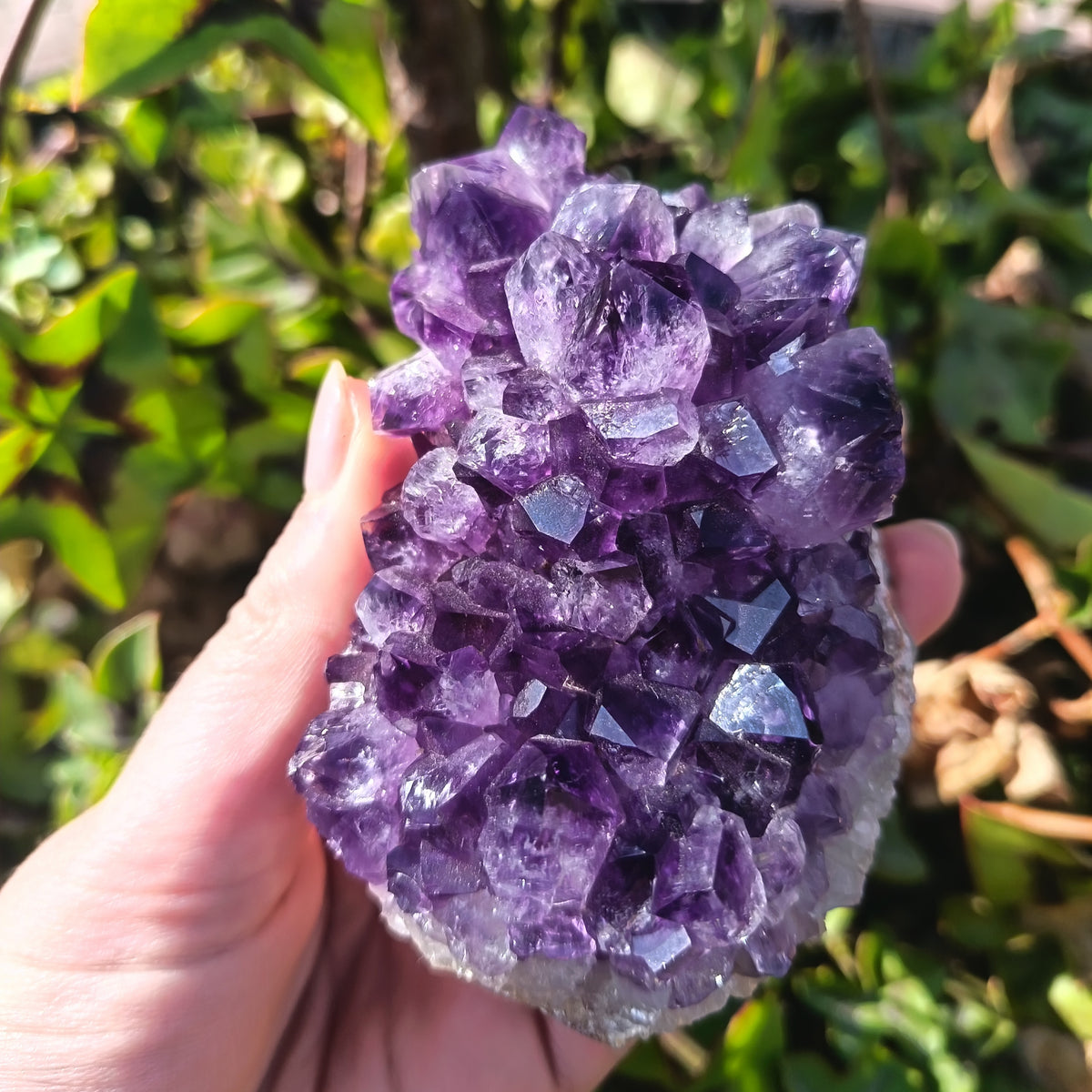 Amethyst Cluster