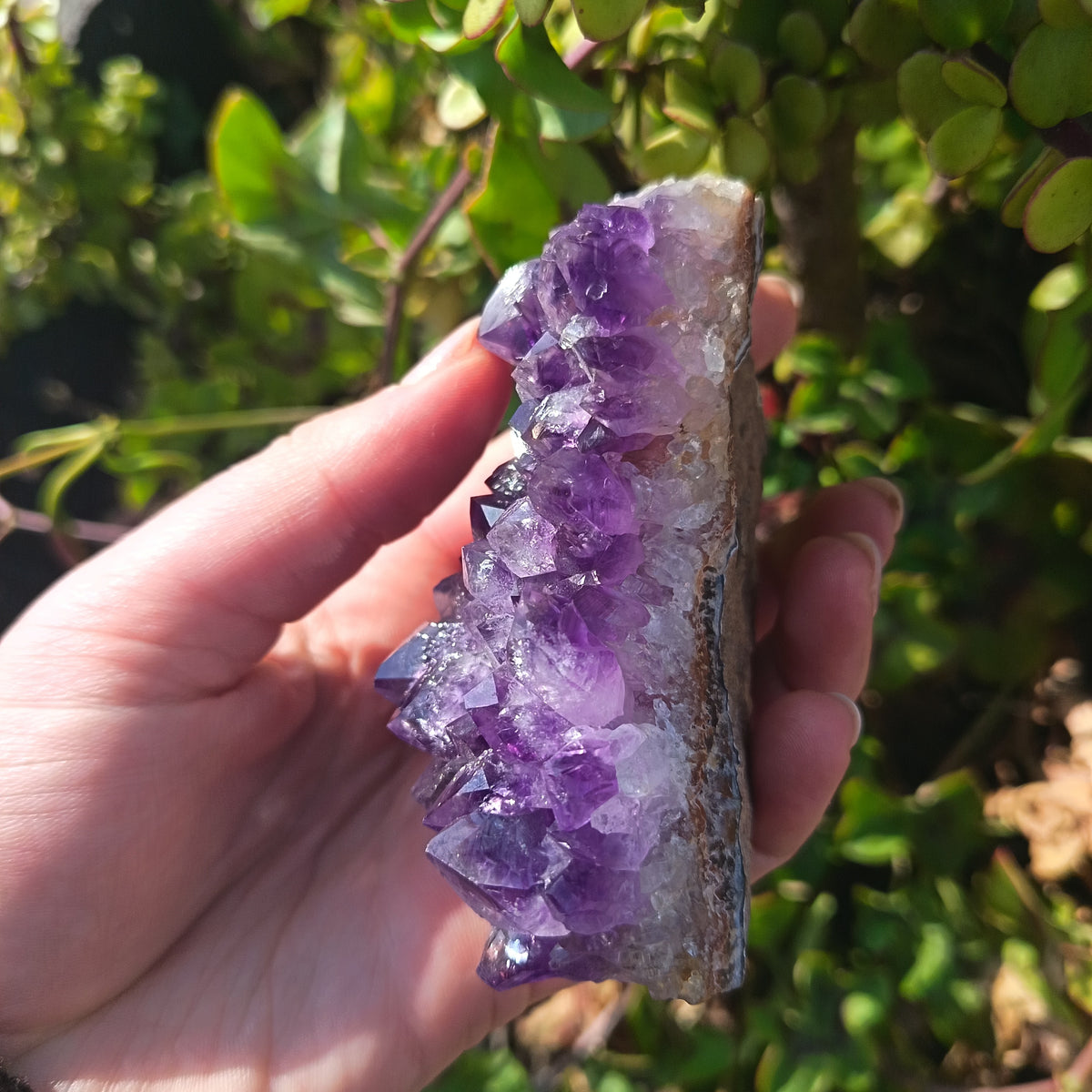 Amethyst Cluster