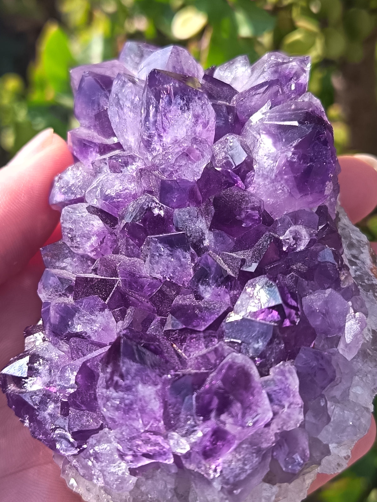 Amethyst Cluster