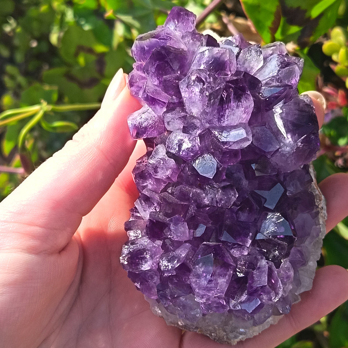 Amethyst Cluster