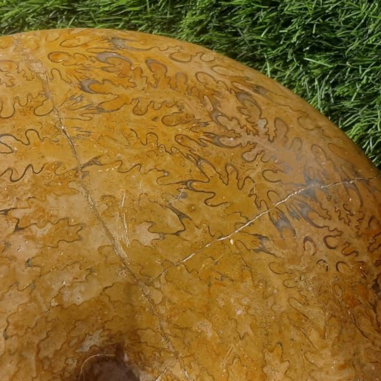AMMONITE EXTRA LARGE