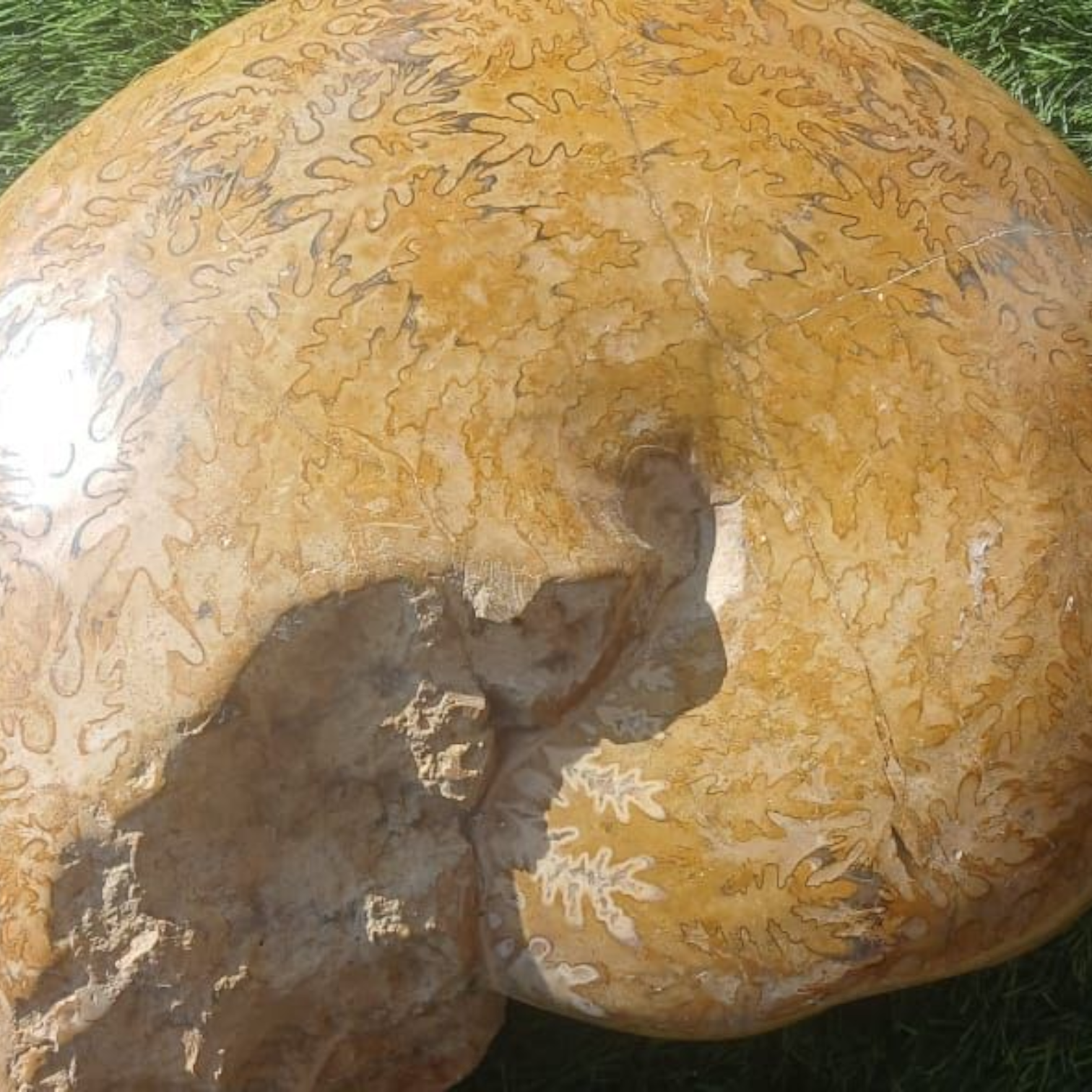 AMMONITE EXTRA LARGE