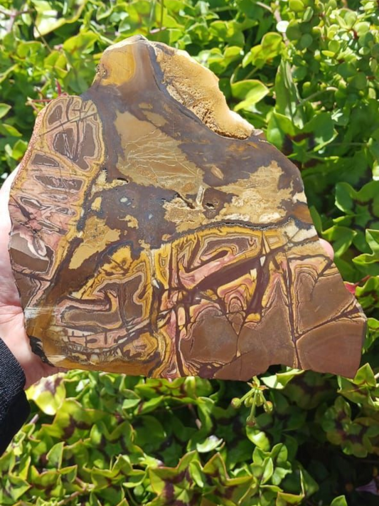 PICASSO JASPER 