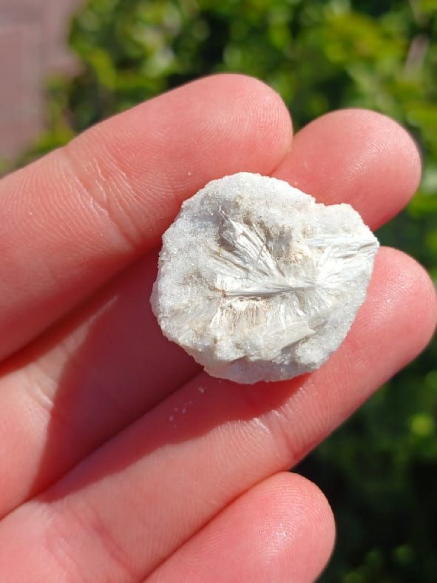 WOLLASTONITE ON DOLOMITE  RAW