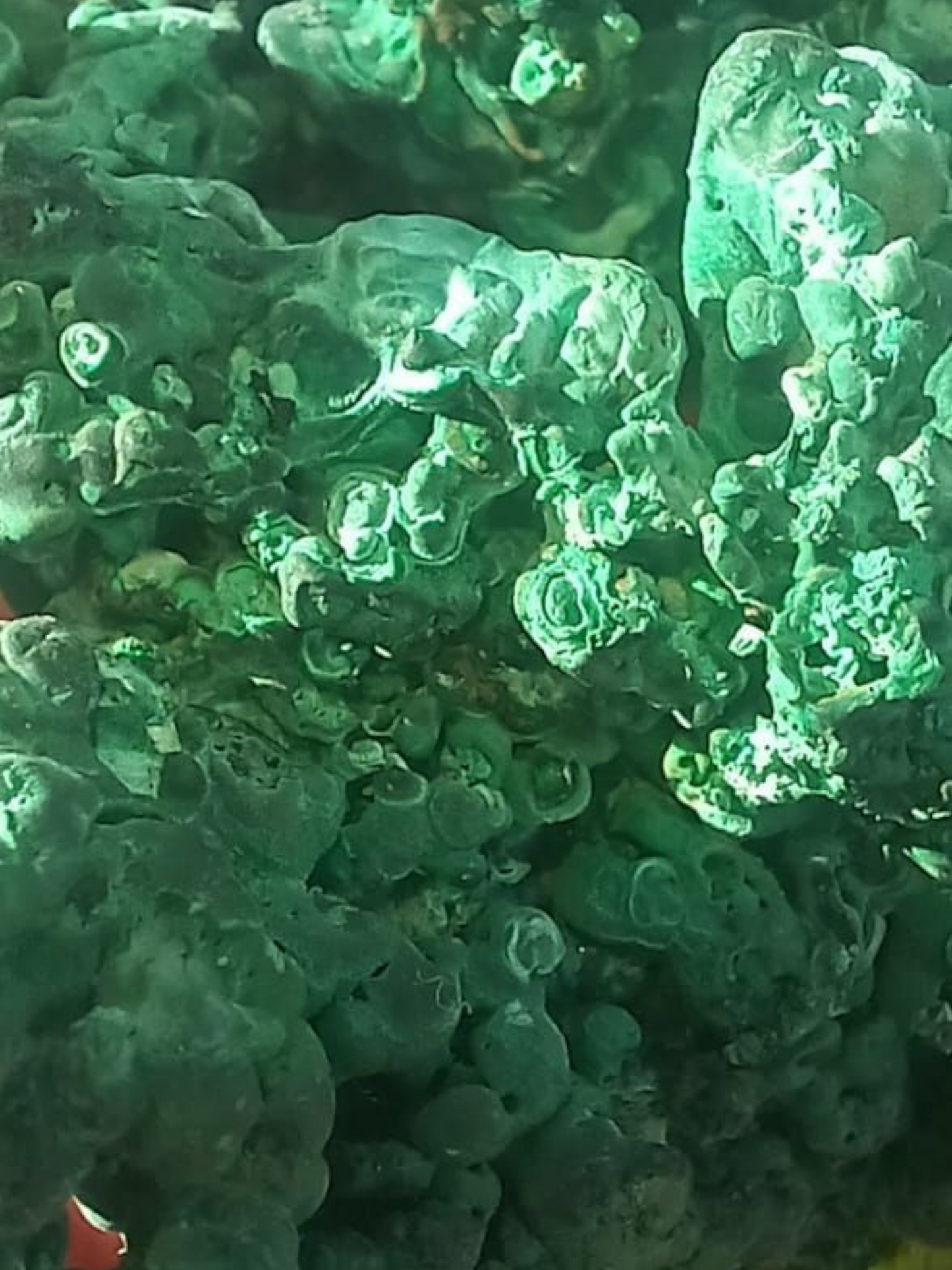 MALACHITE SILKY