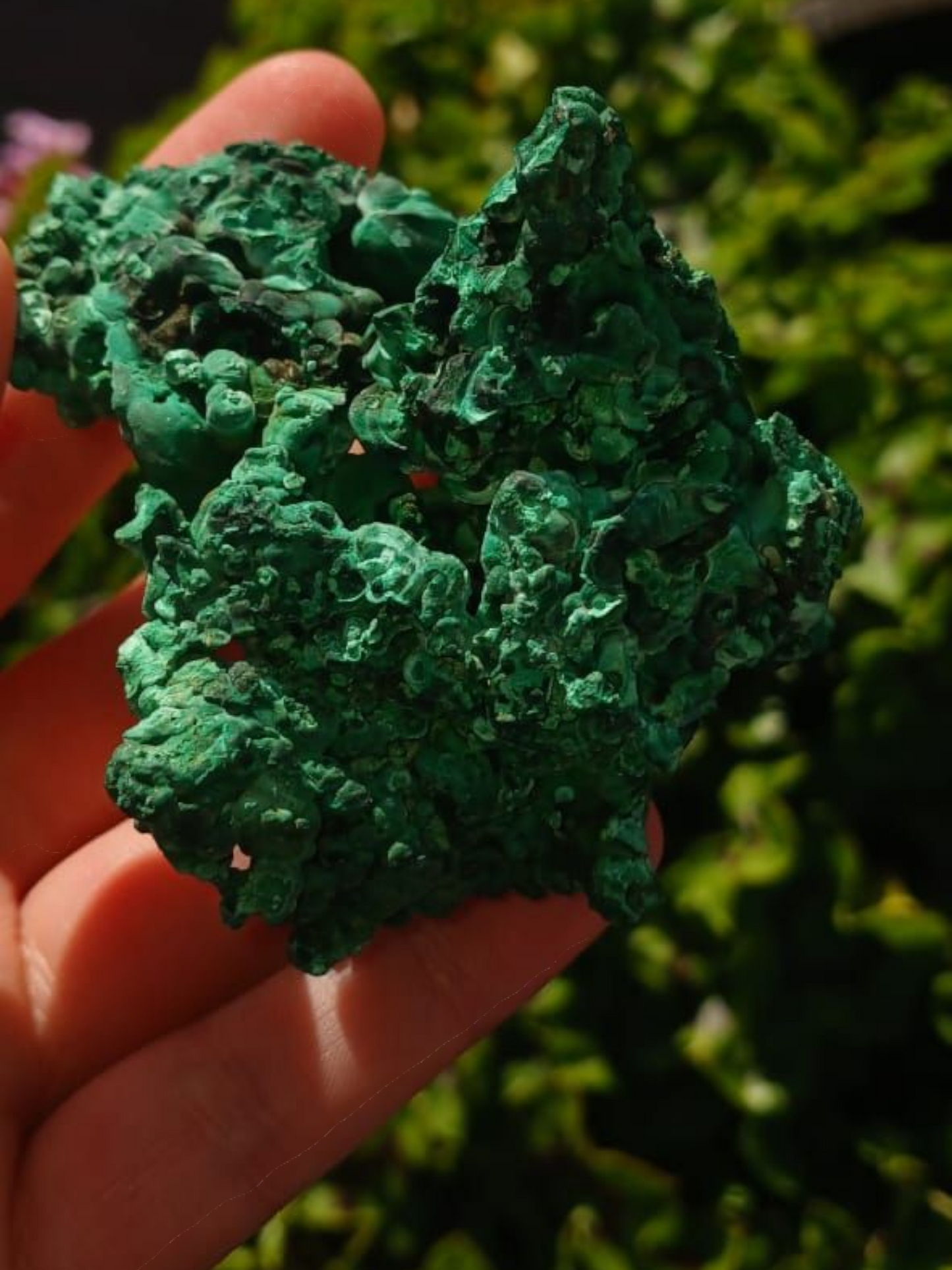 MALACHITE SILKY