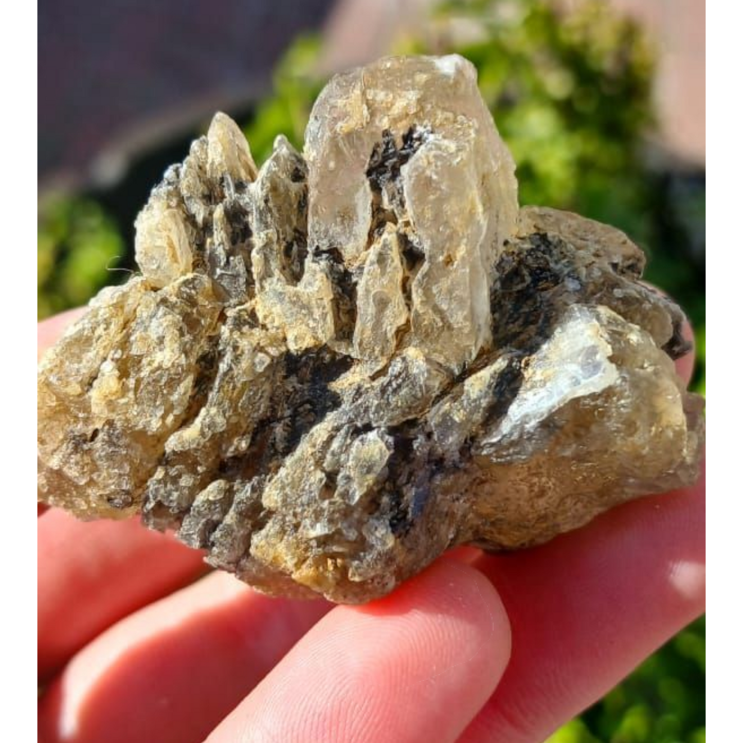 GYPSUM ISRAEL SPECIMEN 