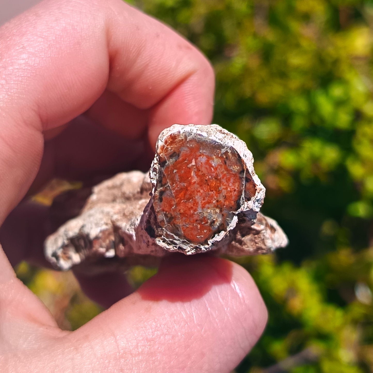 Petrified Wood - 76g