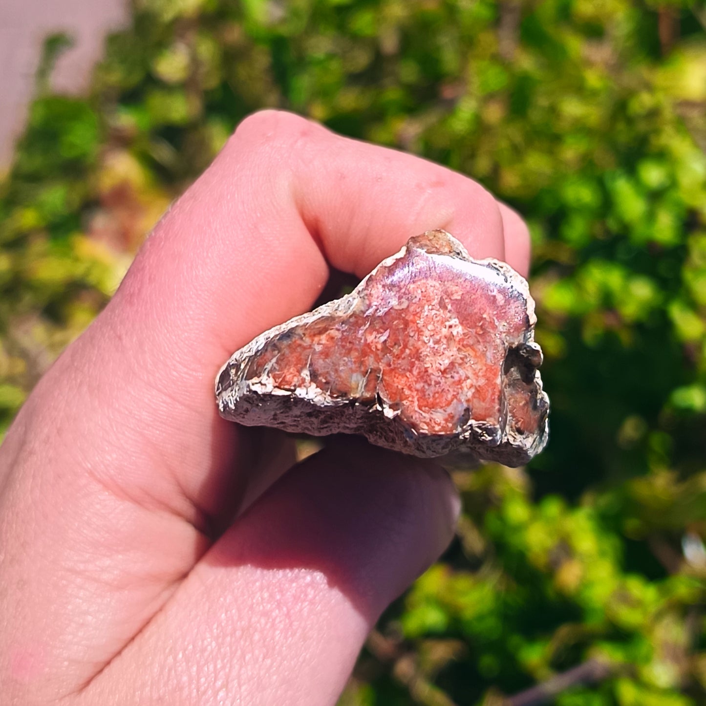 Petrified Wood - 76g