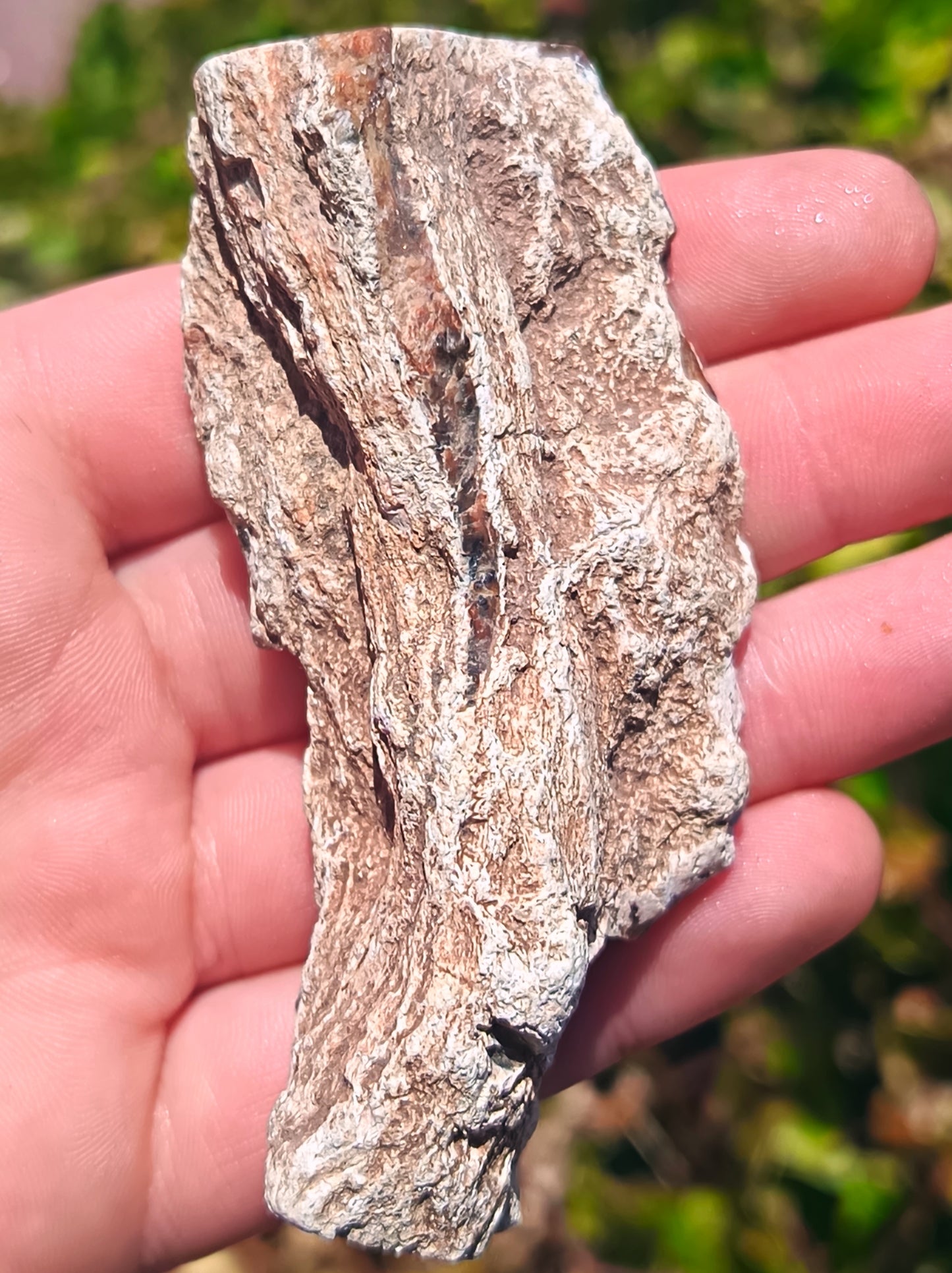 Petrified Wood - 76g