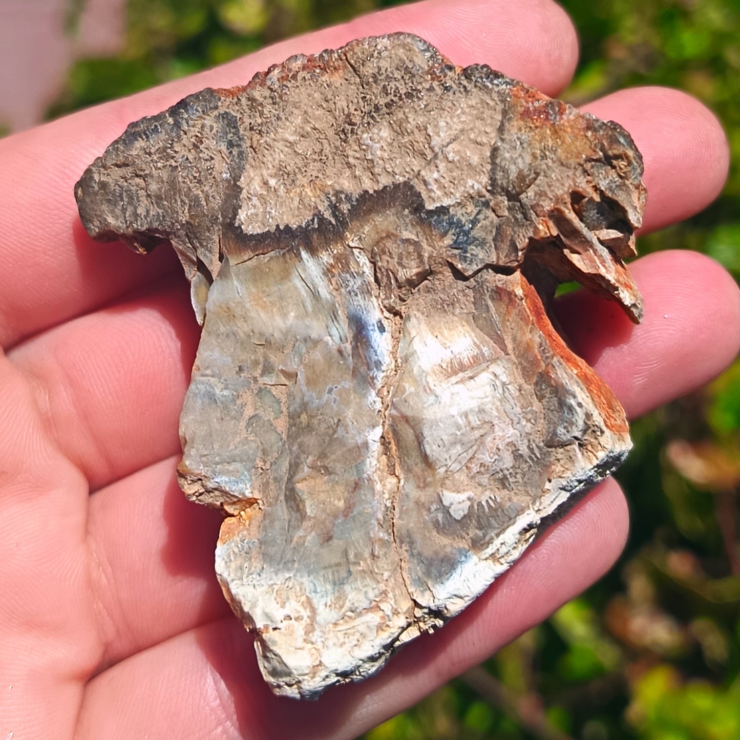 Petrified Wood - 67g