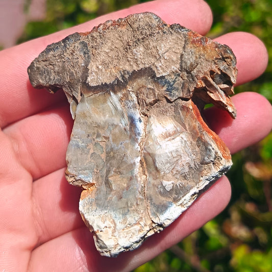 Petrified Wood - 67g