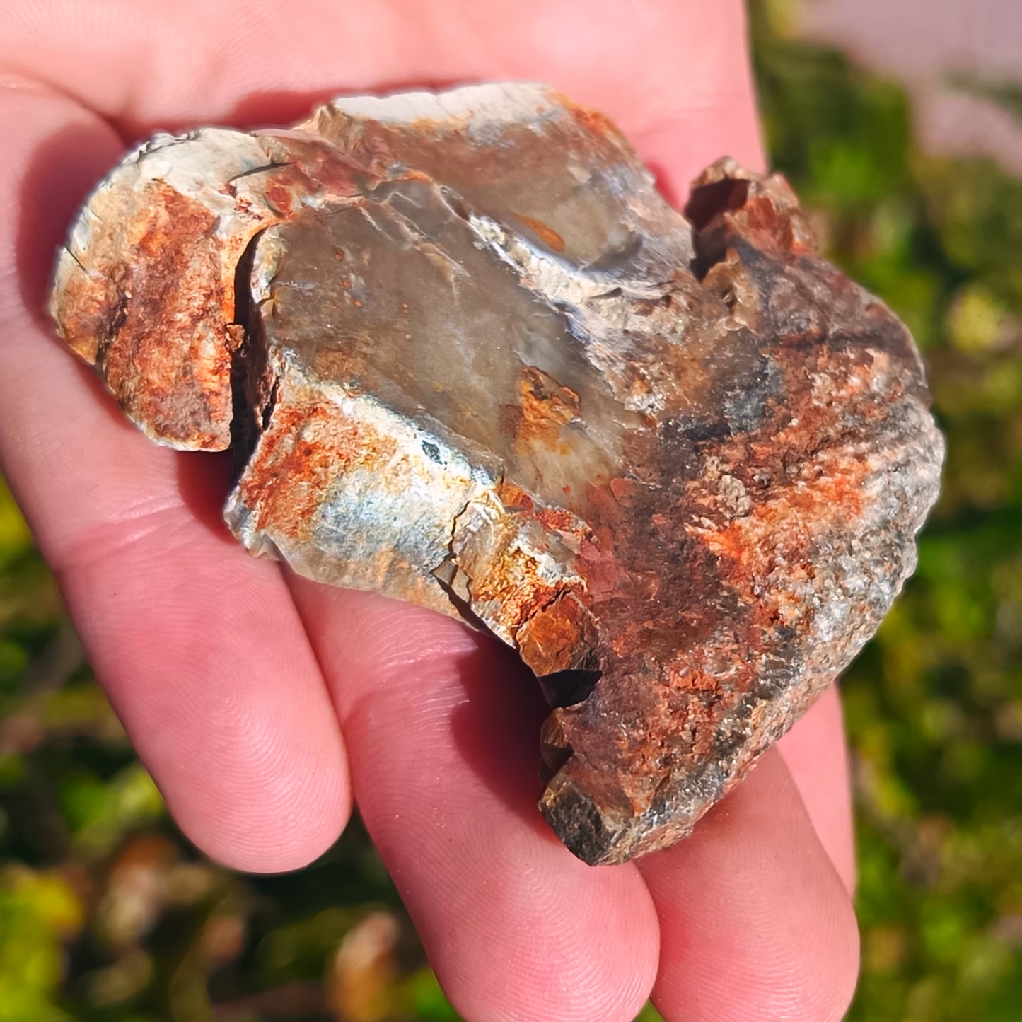 Petrified Wood - 67g
