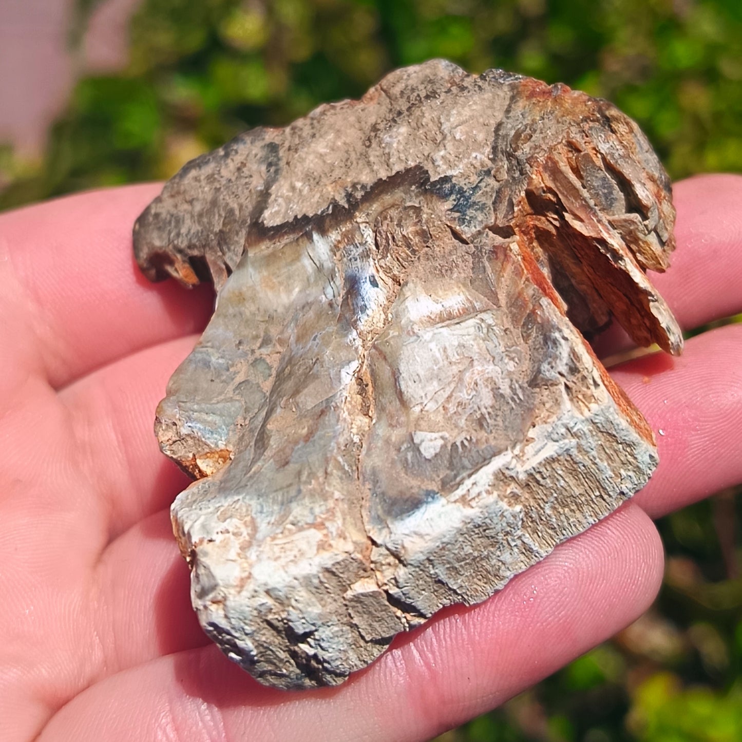 Petrified Wood - 67g