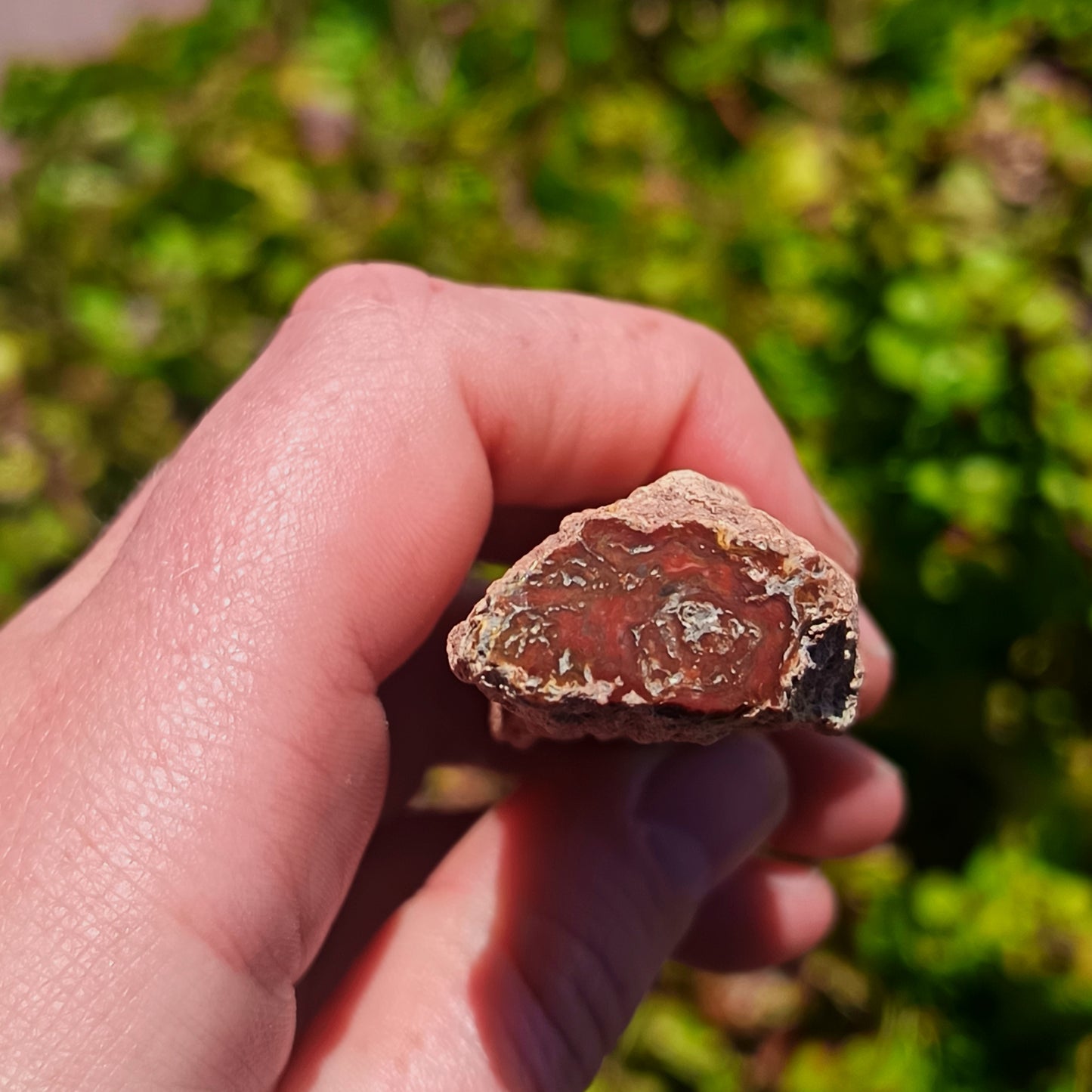 Petrified Wood - 45g