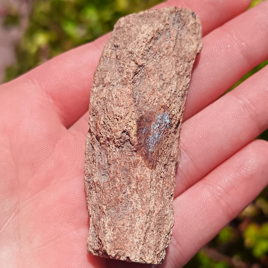 Petrified Wood - 45g