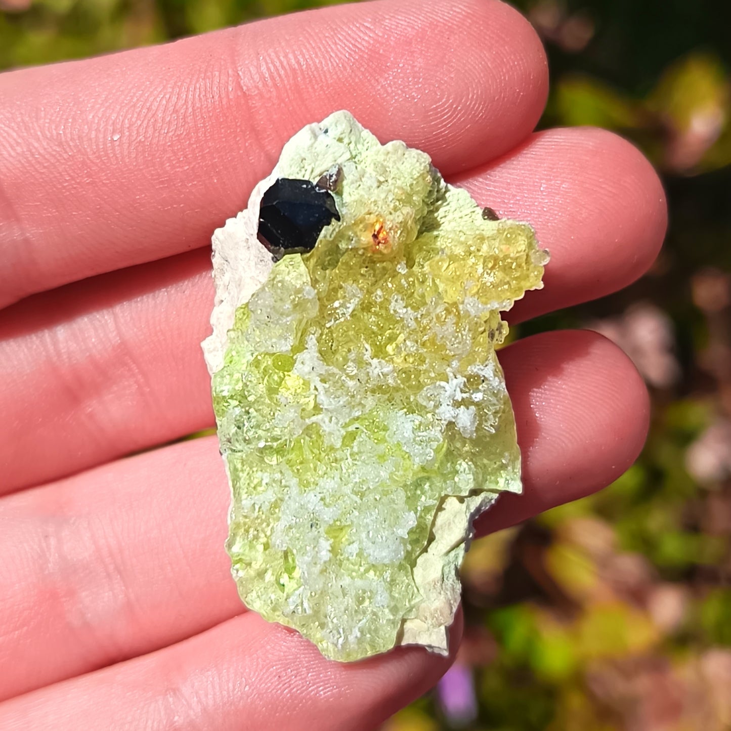 Fluorescent Botryoidal Hyalite Opal with one black Tourmaline crystal -  10g