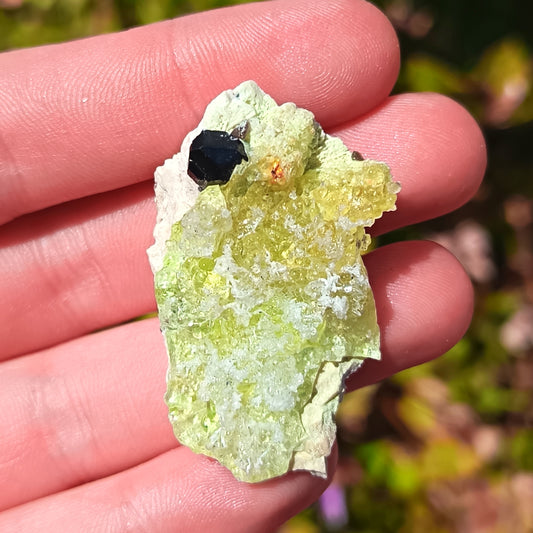 Fluorescent Botryoidal Hyalite Opal with one black Tourmaline crystal -  10g